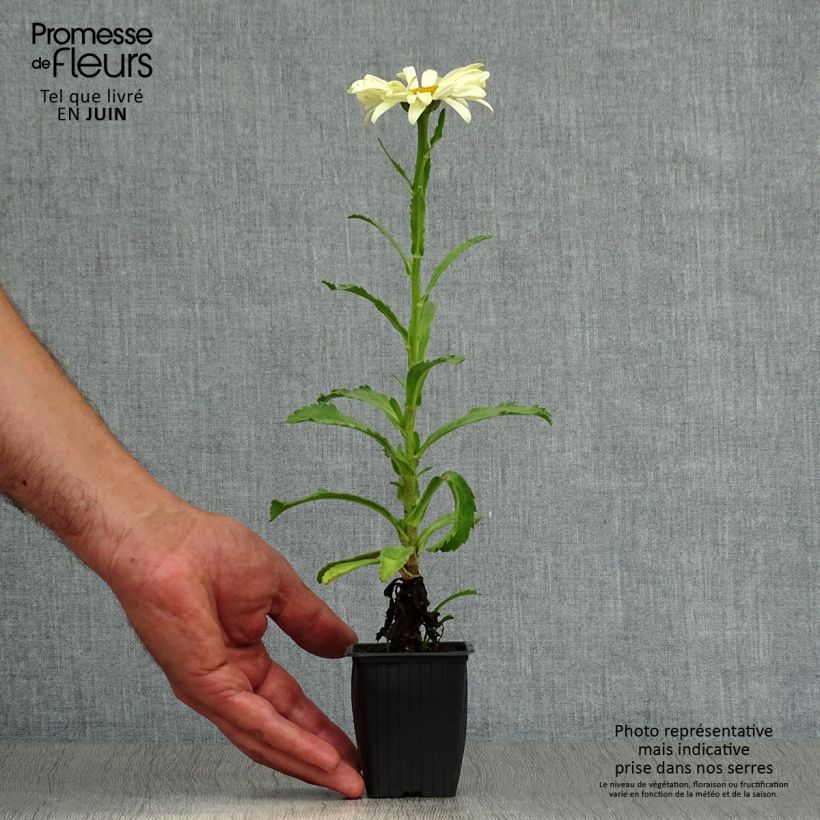 Esemplare di Leucanthemum superbum Banana Cream - Margherita Vasetto da 7/8 cm consegnato in estate