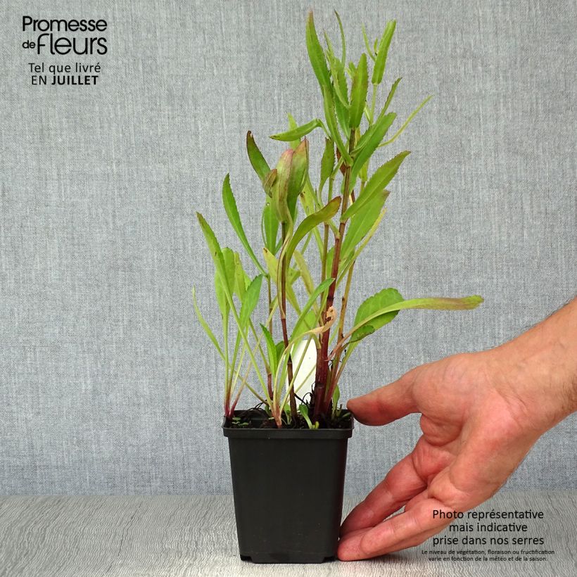Esemplare di Leucanthemum superbum Polaris - Margherita Vasetto da 8/9 cm consegnato in estate