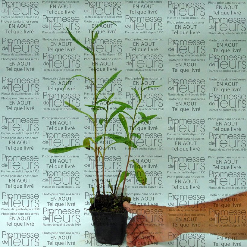 Esempio di esemplare Leucanthemum superbum Shapcott Summer Clouds - Margherita Vasetto da 8/9 cm come consegnato