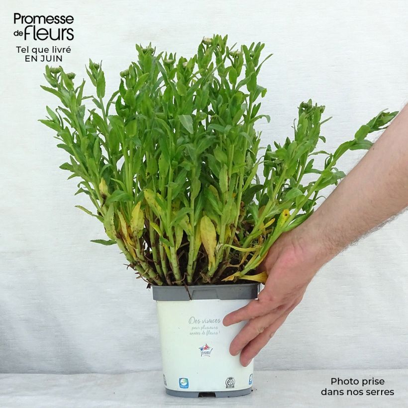 Esemplare di Leucanthemum Snow Lady - Margherita Vaso da 2L/3L consegnato in estate