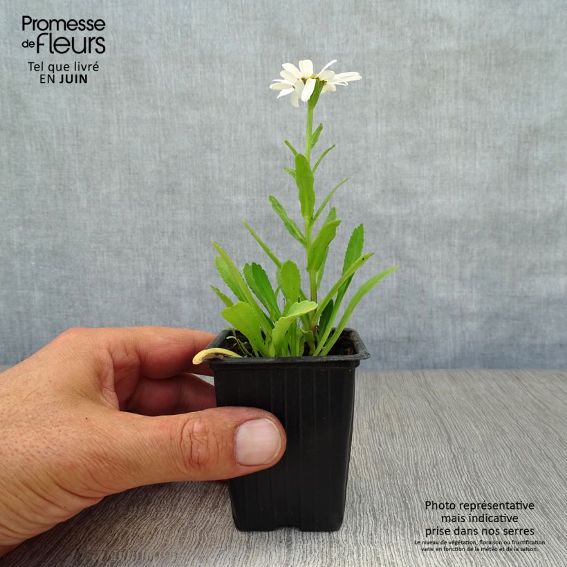 Esemplare di Leucanthemum superbum Etoile d'Anvers - Margherita Vasetto da 7/8 cm consegnato in estate