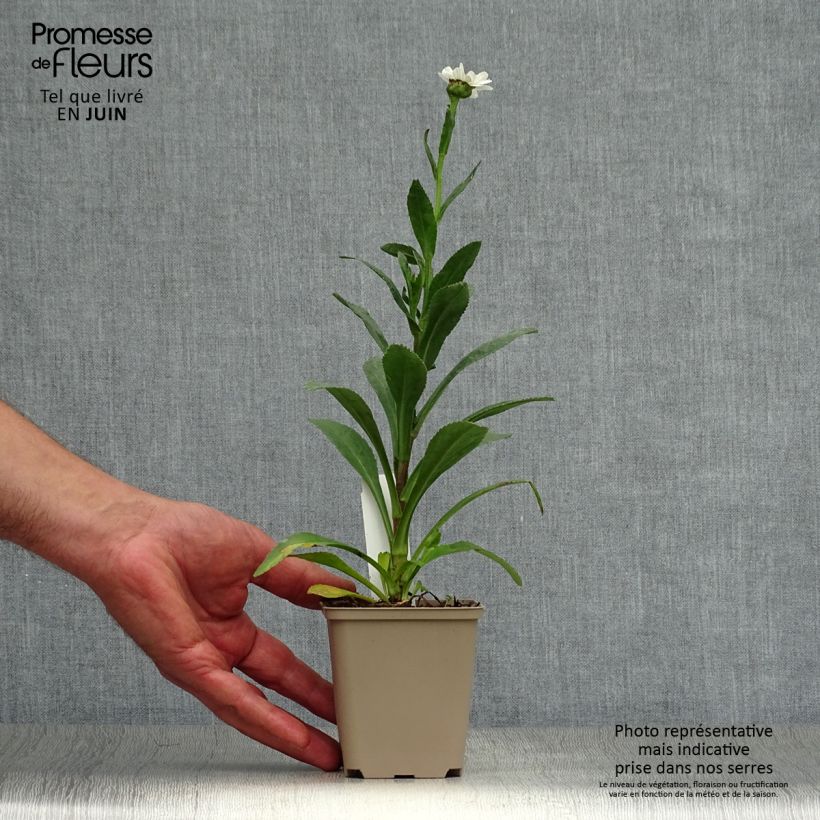 Esemplare di Leucanthemum superbum Becky - Margherita Vasetto da 8/9 cm consegnato in estate