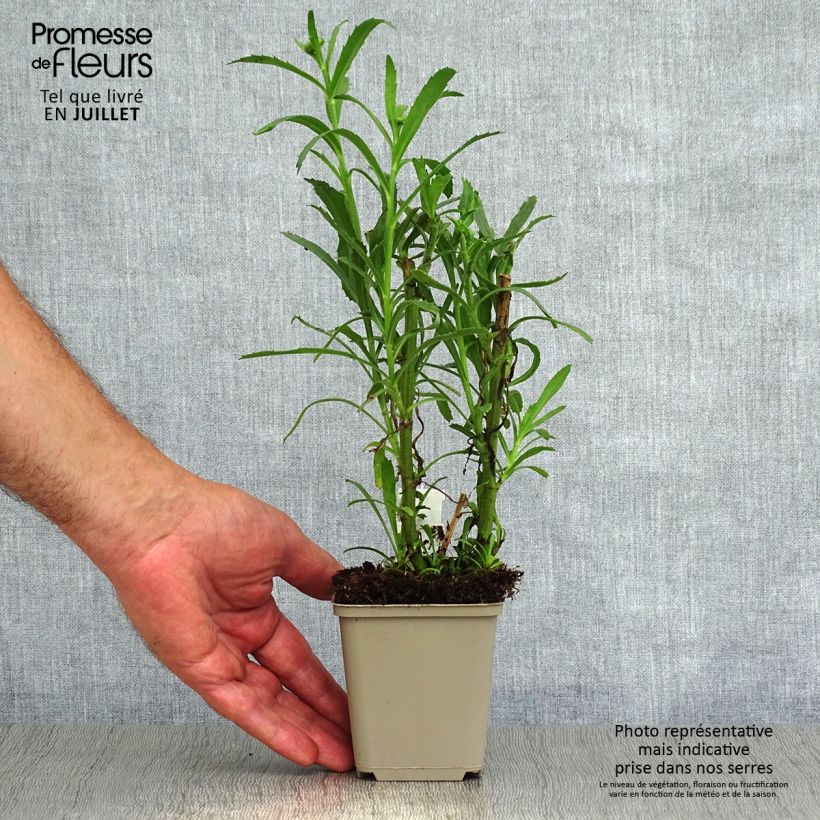Esemplare di Leucanthemum superbum Christine Hagemann - Margherita Vasetto da 8/9 cm consegnato in estate