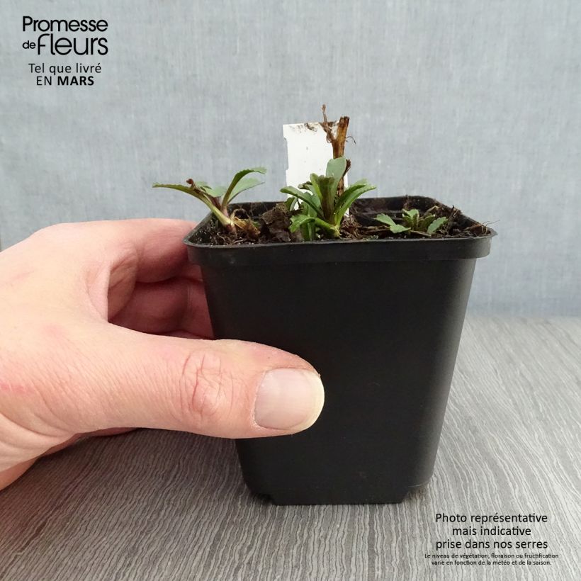 Leucanthemum superbum Gruppenstolz - Margherita Vasetto da 8/9 cm esemplare consegnato in primavera
