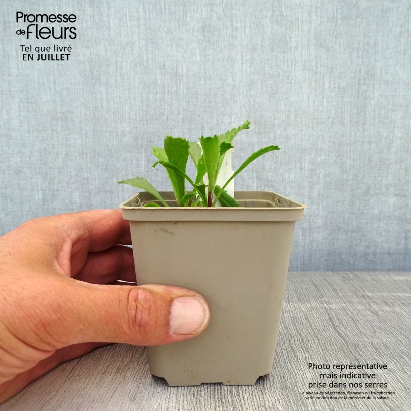 Esemplare di Leucanthemum superbum Real Galaxy - Margherita Vasetto da 8/9 cm consegnato in estate
