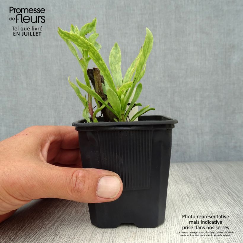 Esemplare di Leucanthemum superbum Sonnenschein - Margherita Vasetto da 8/9 cm consegnato in estate
