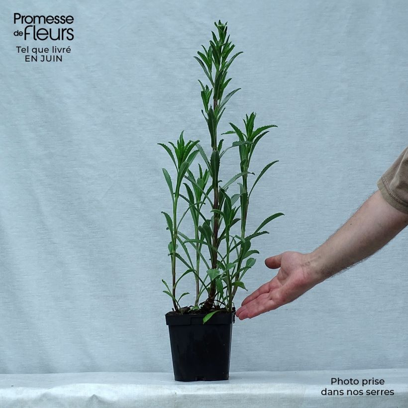 Esemplare di Leucanthemum superbum Wirral Supreme - Margherita Vaso da 2L/3L consegnato in estate