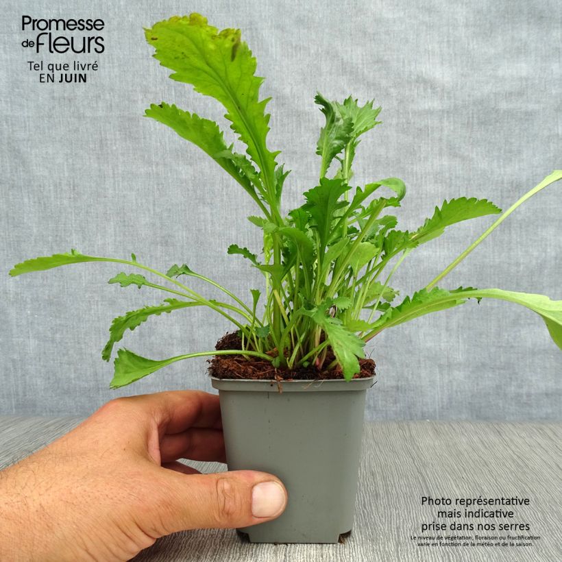 Esemplare di Leucanthemum vulgare Maikonigin - Margherita comune Vasetto da 8/9 cm consegnato in estate