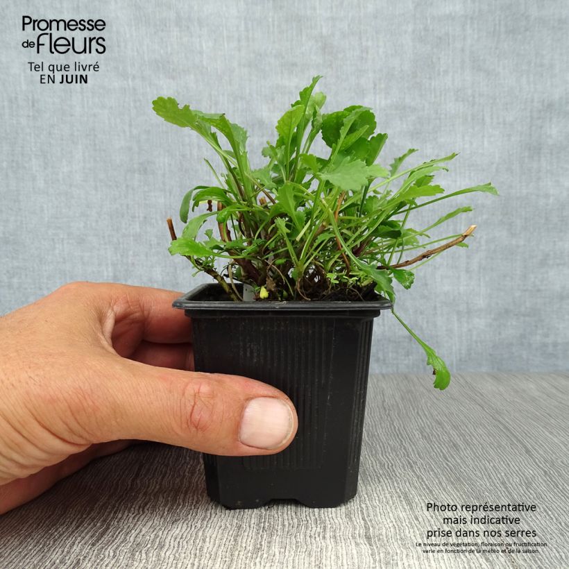 Esemplare di Leucanthemum vulgare - Margherita comune Vasetto da 8/9 cm consegnato in estate