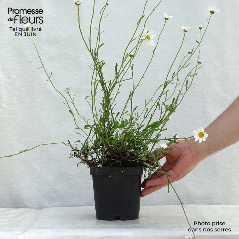 Esemplare di Leucanthemum vulgare - Margherita comune Vaso da 2L/3L consegnato in estate