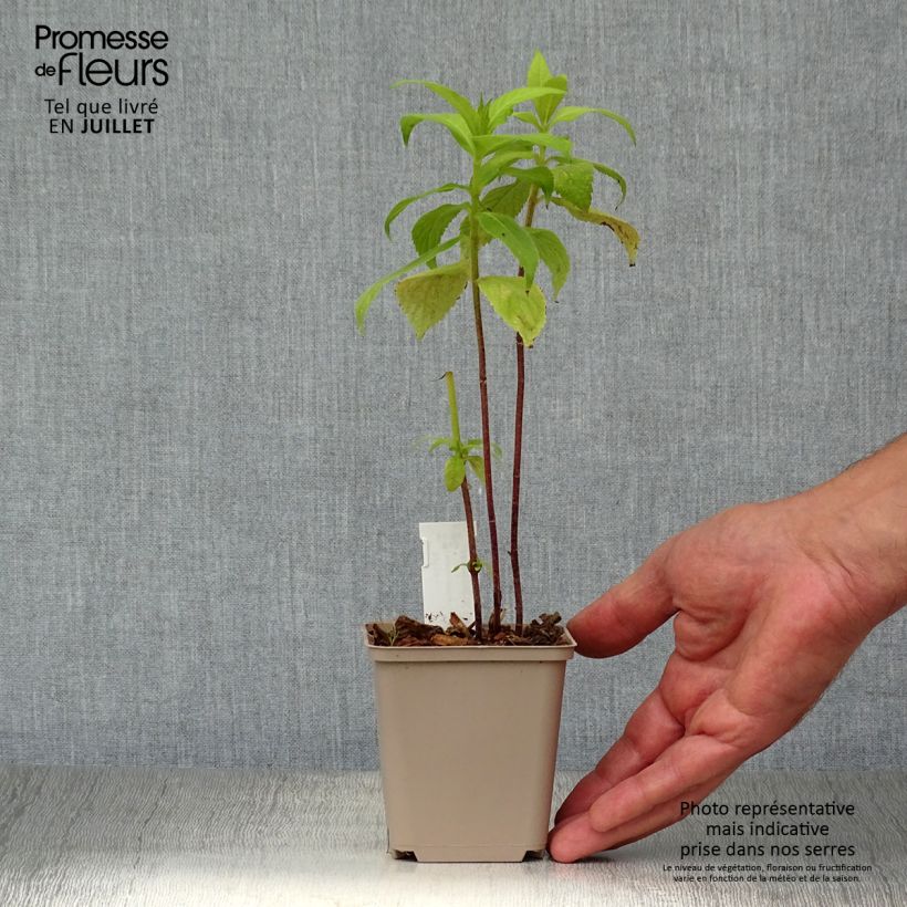 Esemplare di Leucosceptrum japonicum Golden Angel - Leucosceptrum japonicum Vasetto da 8/9 cm consegnato in estate