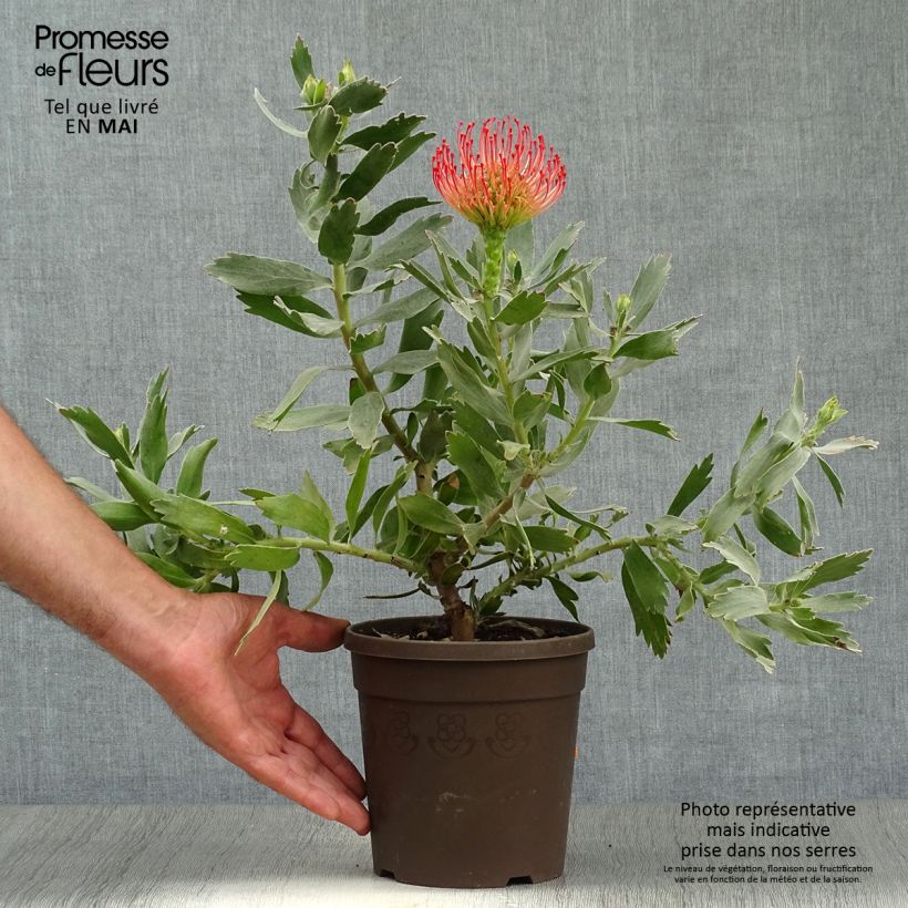 Leucospermum Carnival Red - Pelote d'épingles Pot de 2L/3L esemplare consegnato in primavera