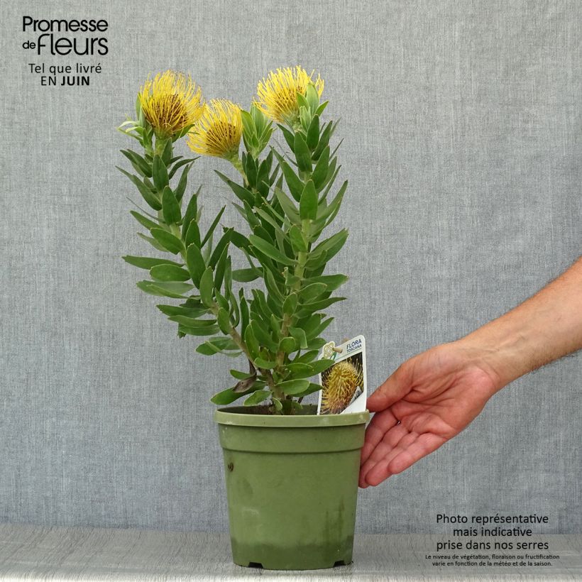 Esemplare di Leucospermum Yellow Carnival Vaso da 2L/3L consegnato in estate