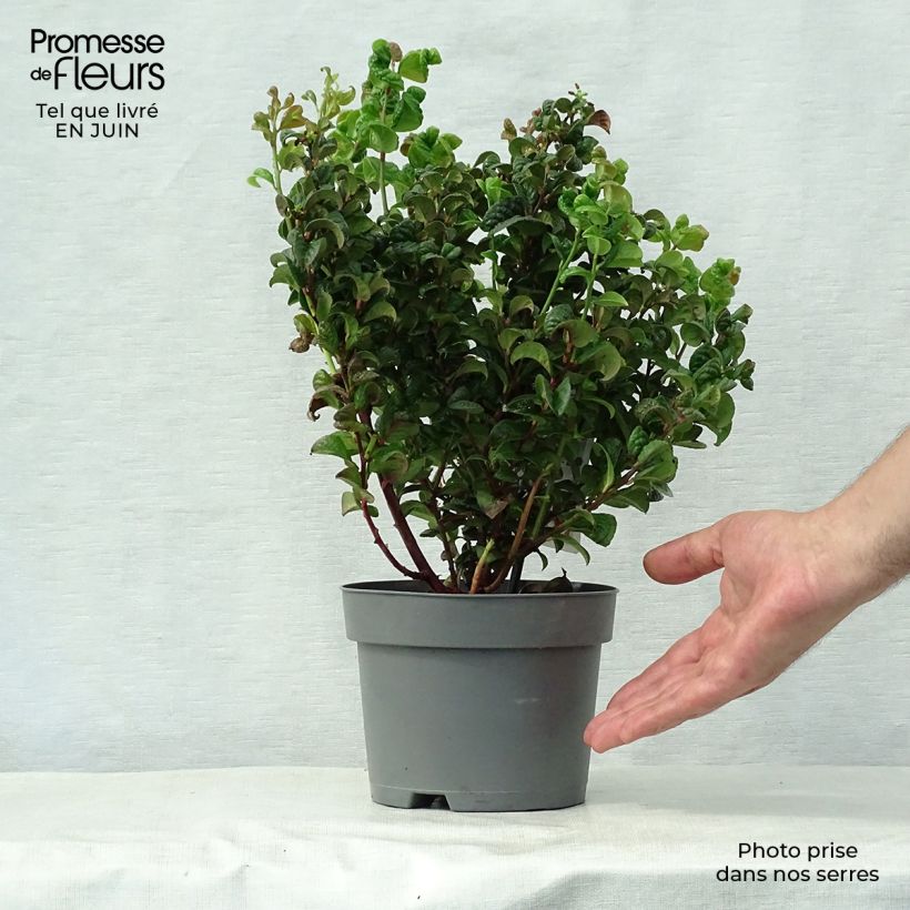 Esemplare di Leucothoe axillaris Curly Red Vaso da 2L/3L consegnato in estate