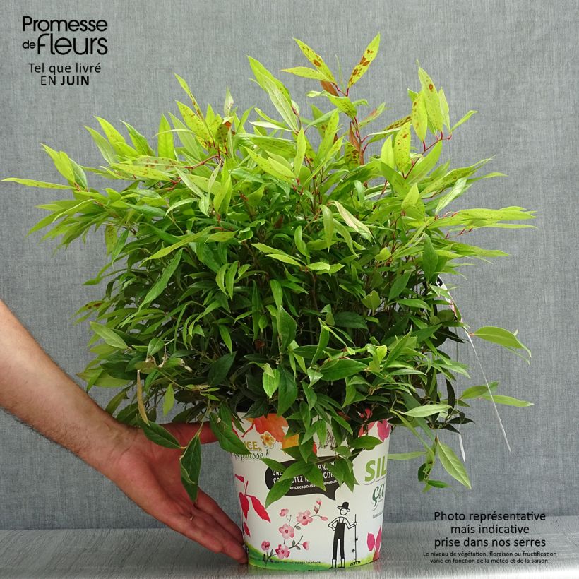 Esemplare di Leucothoe axillaris Red Lips Vaso da 4L/5L consegnato in estate