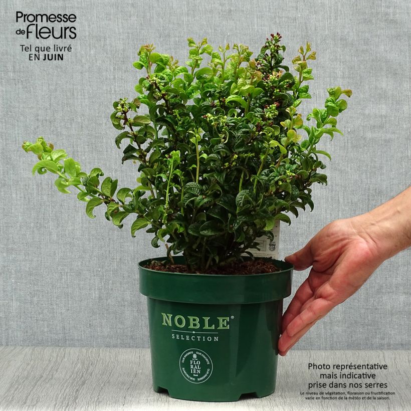 Esemplare di Leucothoe axillaris Twisting Red Vaso da 3L/4L consegnato in estate