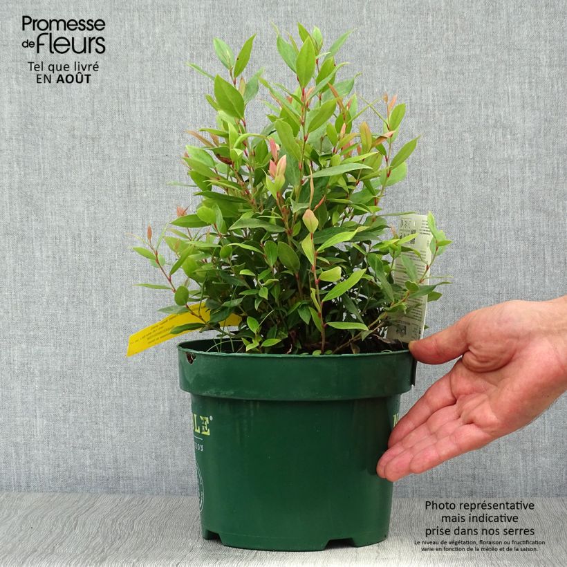 Esemplare di Leucothoe fontanesiana Little Flames Vaso da 2L/3L consegnato in estate