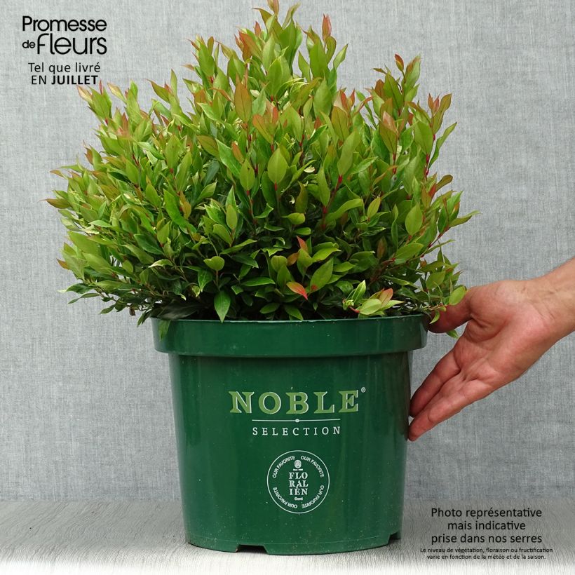 Esemplare di Leucothoe fontanesiana Little Flames Vaso da 7,5L/10L consegnato in estate