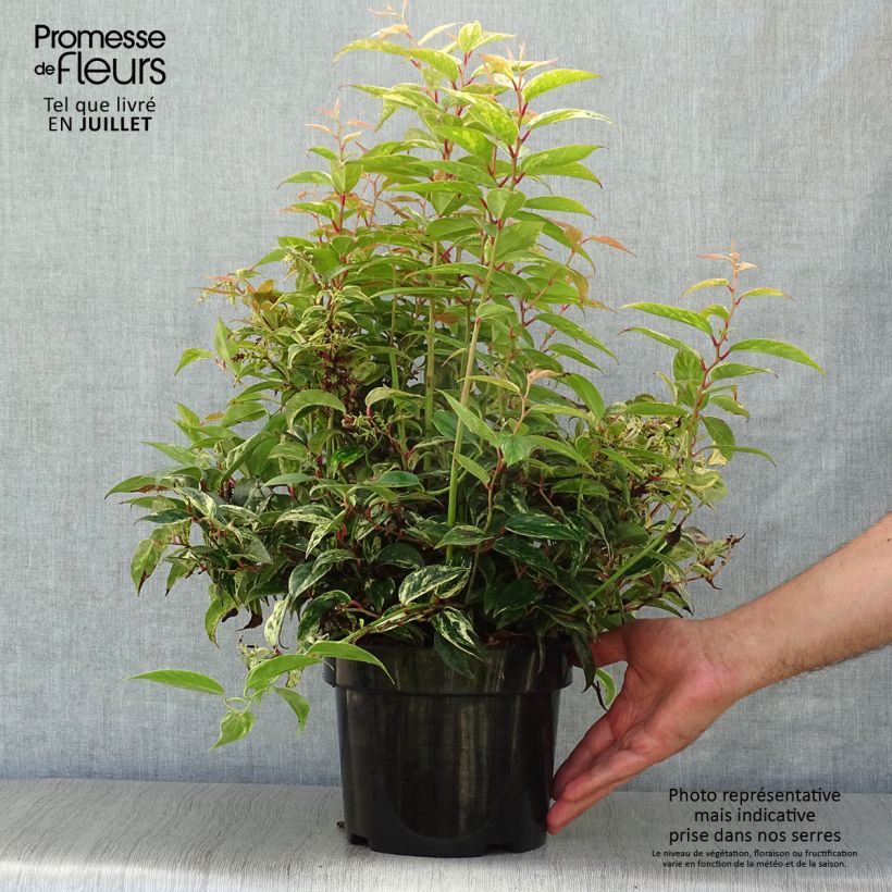 Esemplare di Leucothoe fontanesiana Makijaz Vaso da 3L/4L consegnato in estate