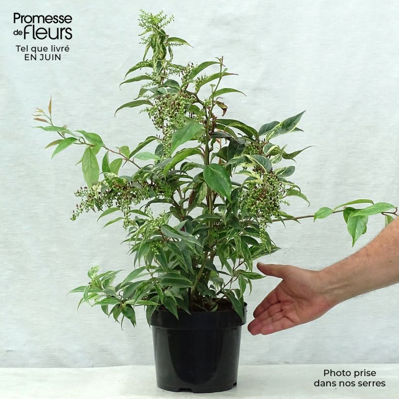 Esemplare di Leucothoe fontanesiana Rainbow Vaso da 2L/3L consegnato in estate