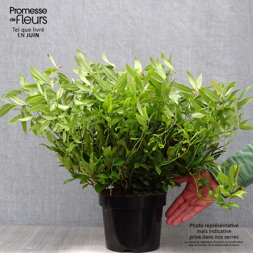 Esemplare di Leucothoe fontanesiana Scarletta Vaso da 2L/3L consegnato in estate
