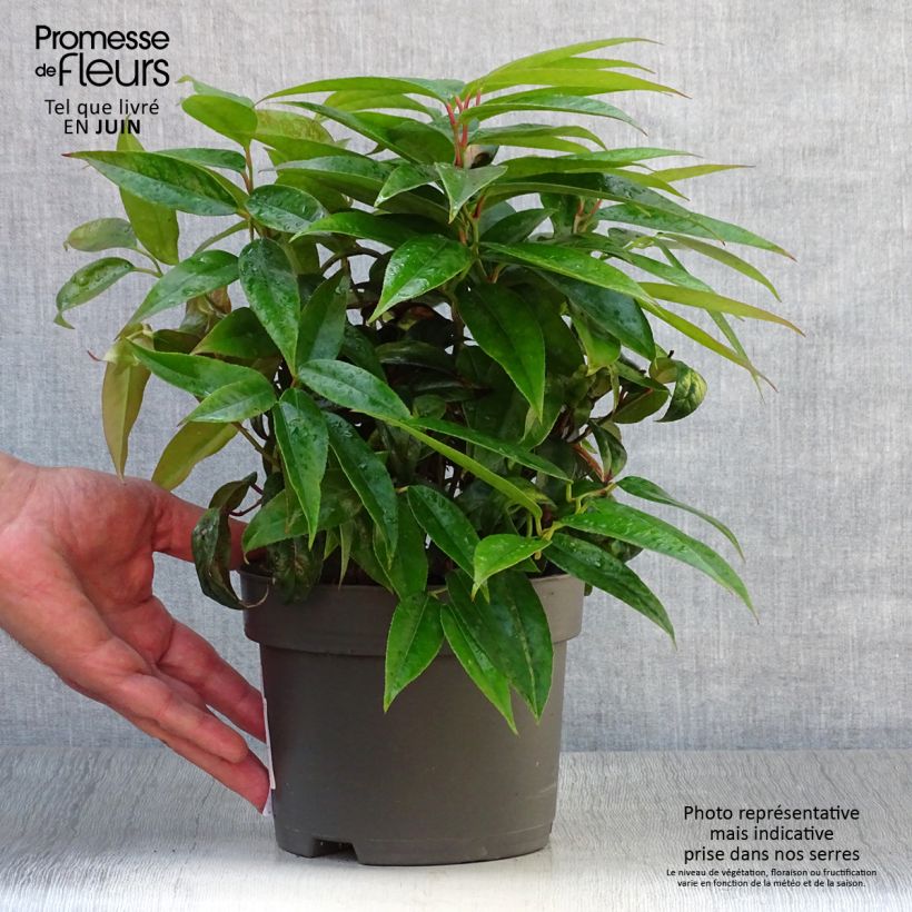 Esemplare di Leucothoe fontanesiana Zebonard Vaso da 2L/3L consegnato in estate