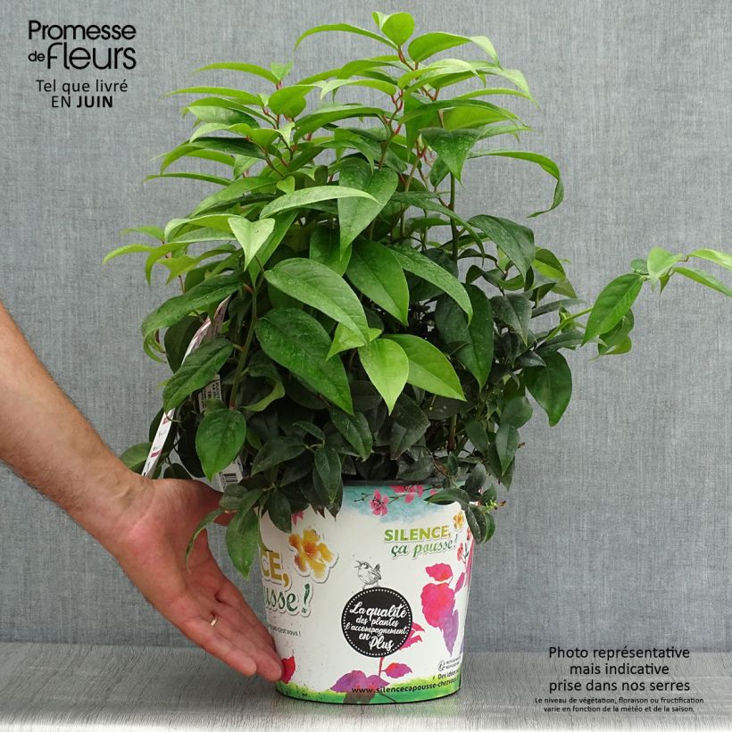 Esemplare di Leucothoe fontanesiana Dark Diamond Vaso da 4L/5L consegnato in estate
