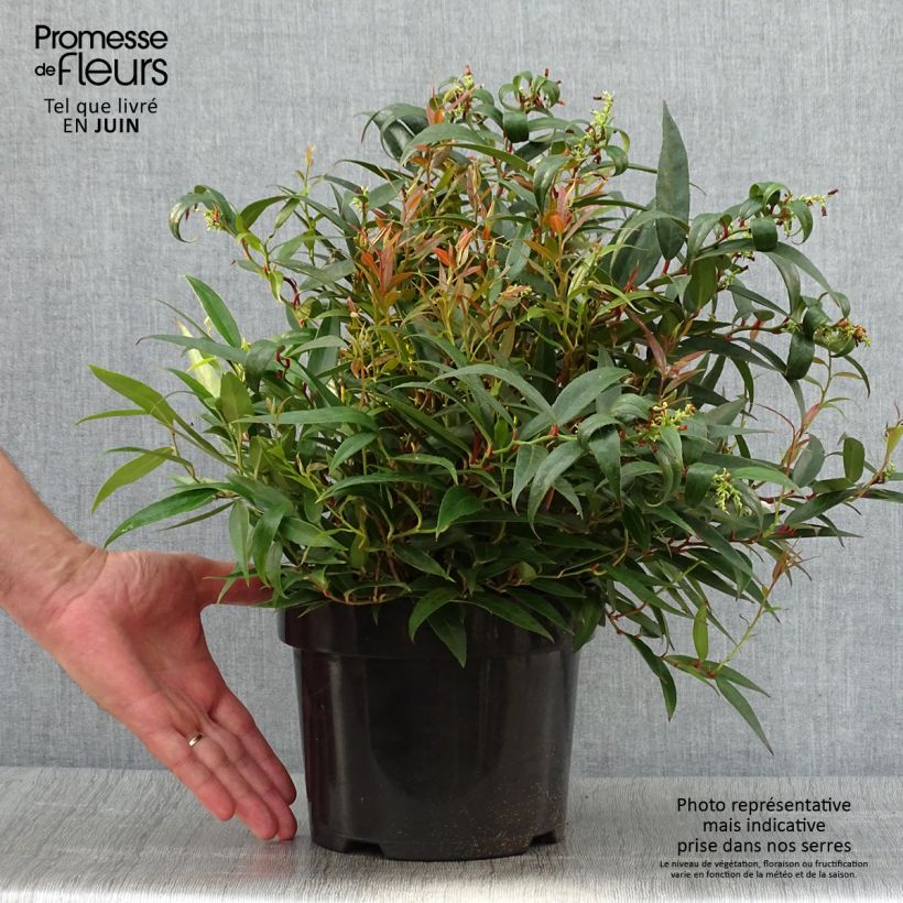 Esemplare di Leucothoe keiskei Burning Love Vaso da 2L/3L consegnato in estate