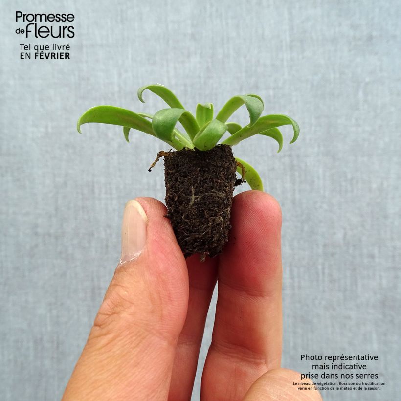 Esemplare di Lewisia cotyledon Golden Yellow Mini zolla Ø 1,5/2,5 cm come consegnato in autunno