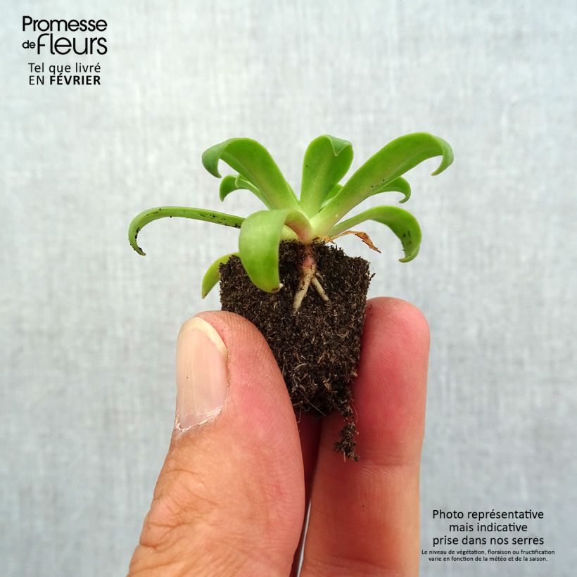Esemplare di Lewisia cotyledon Ruby Red Mini zolla Ø 1,5/2,5 cm come consegnato in autunno