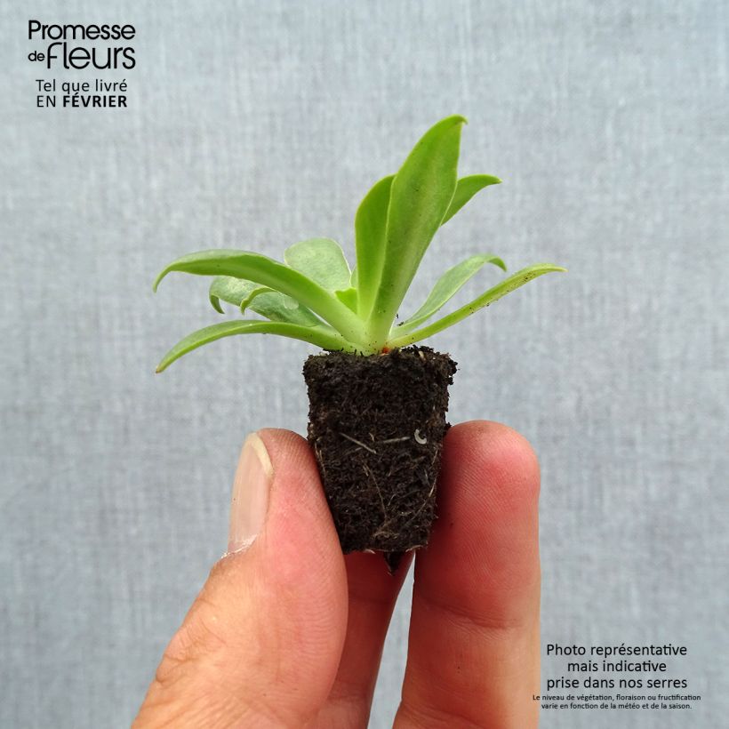 Esemplare di Lewisia cotyledon Ultra Violet Mini zolla Ø 1,5/2,5 cm come consegnato in autunno