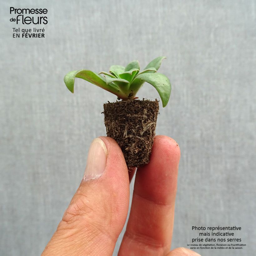 Esemplare di Lewisia cotyledon Elise Mix Mini zolla Ø 1,5/2,5 cm come consegnato in autunno