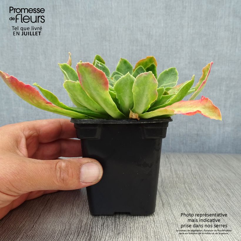 Esemplare di Lewisia cotyledon Mix Vasetto da 7/8 cm consegnato in estate