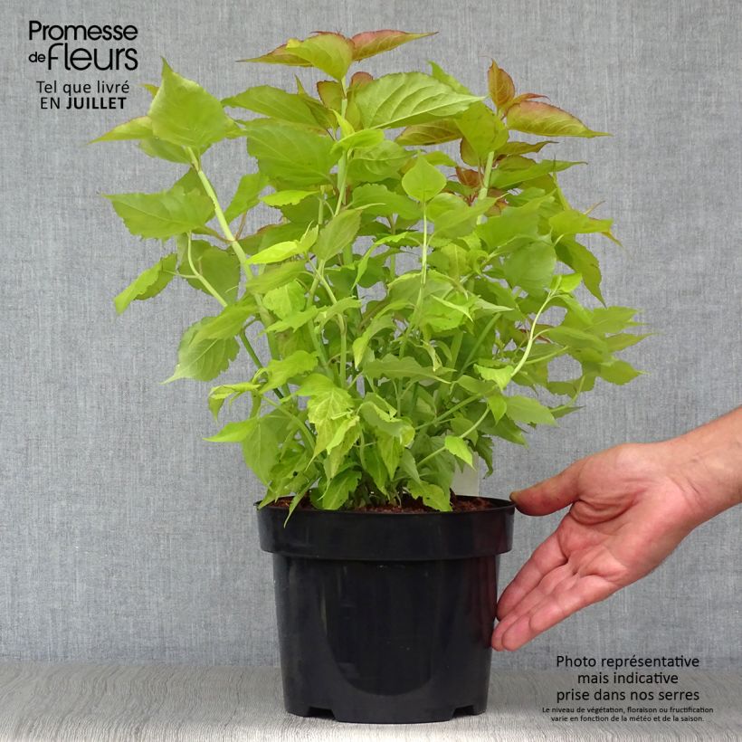 Esemplare di Leycesteria formosa Golden Lanterns Vaso da 2L/3L consegnato in estate