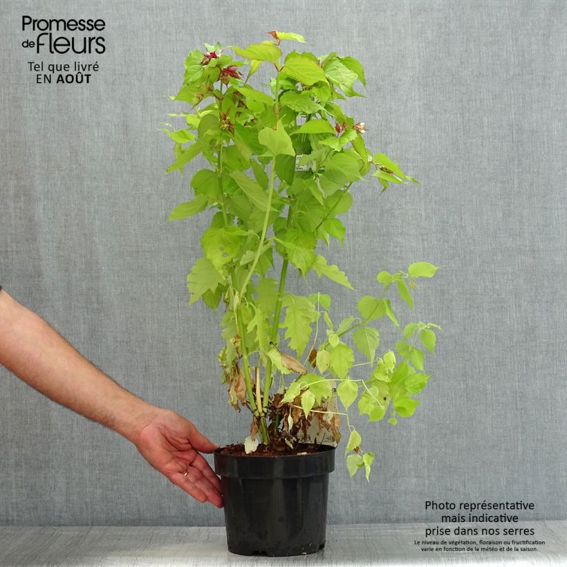 Esemplare di Leycesteria formosa Little Lanterns Vaso da 3L/4L consegnato in estate