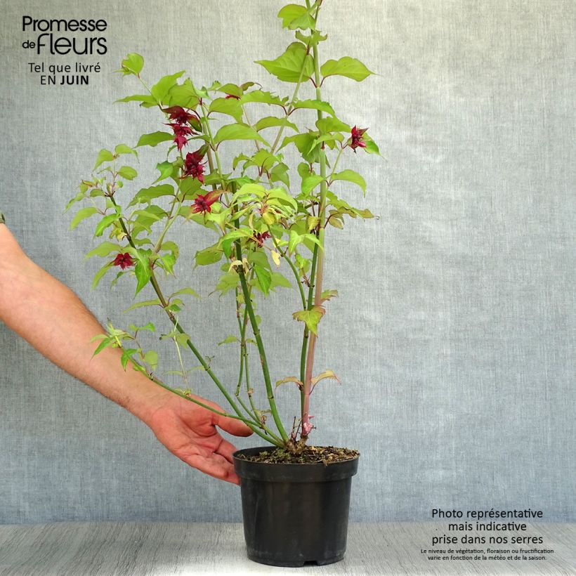 Esemplare di Leycesteria formosa Purple Rain Vaso da 2L/3L consegnato in estate