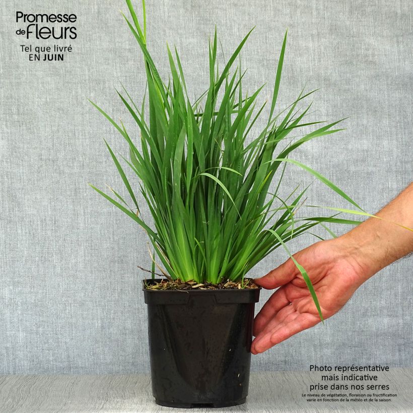 Esemplare di Libertia sessiliflora Caerulescens Vaso da 2L/3L consegnato in estate
