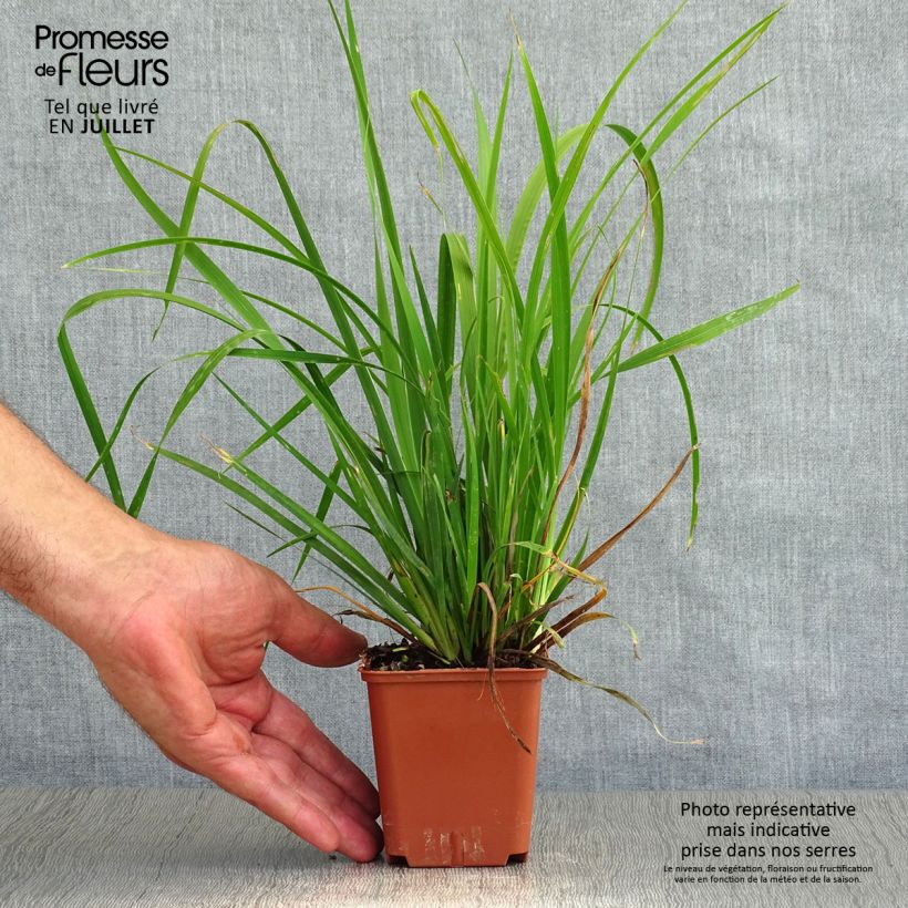Esemplare di Libertia grandiflora Vasetto da 8/9 cm consegnato in estate