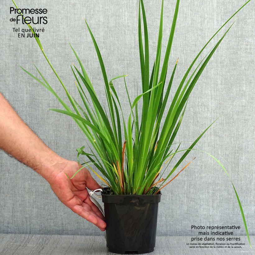 Esemplare di Libertia grandiflora Vaso da 2L/3L consegnato in estate