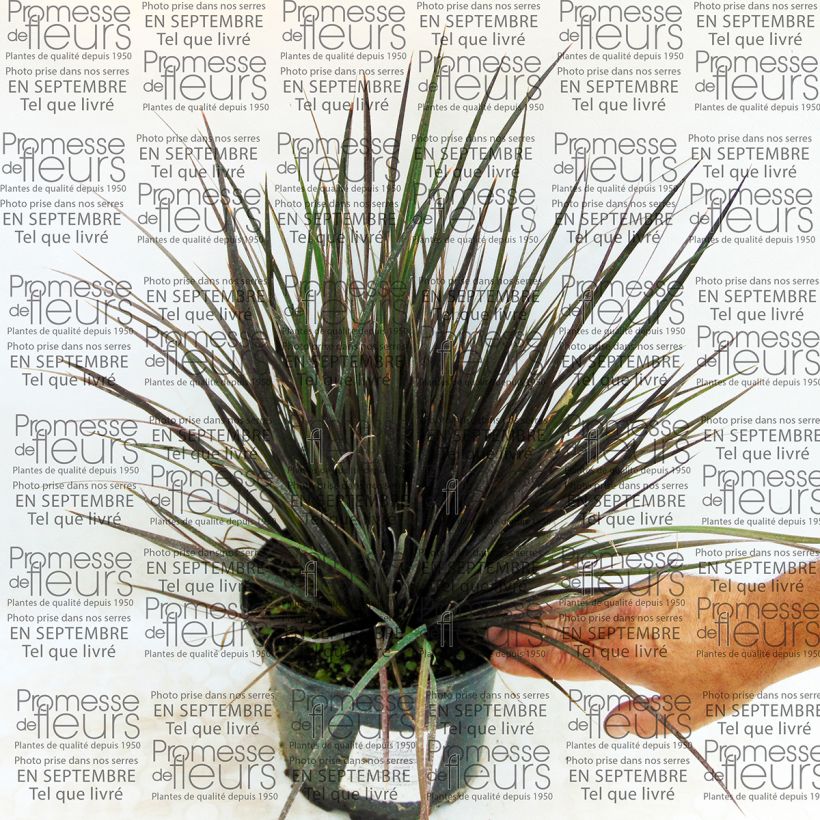 Esempio di esemplare Libertia ixioides Taupo Blaze Vaso da 2L/3L come consegnato