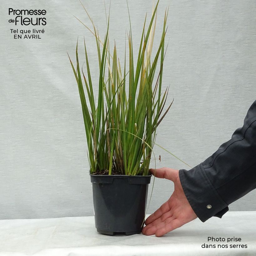 Libertia peregrinans Vaso da 2L/3L esemplare consegnato in primavera