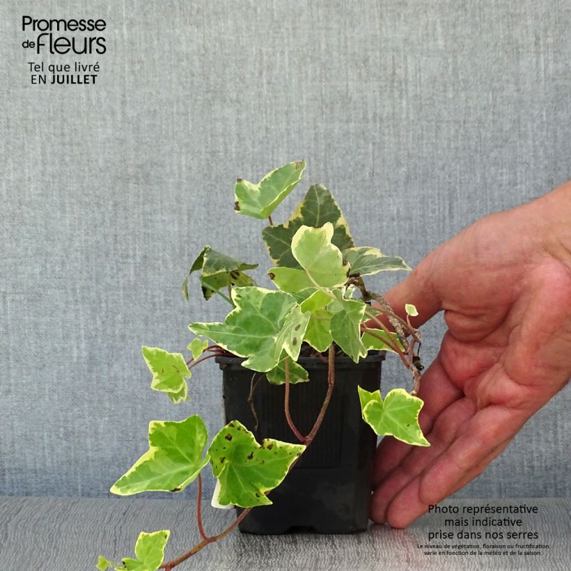 Esemplare di Hedera helix Goldchild - Edera variegata Vasetto da 8/9 cm consegnato in estate