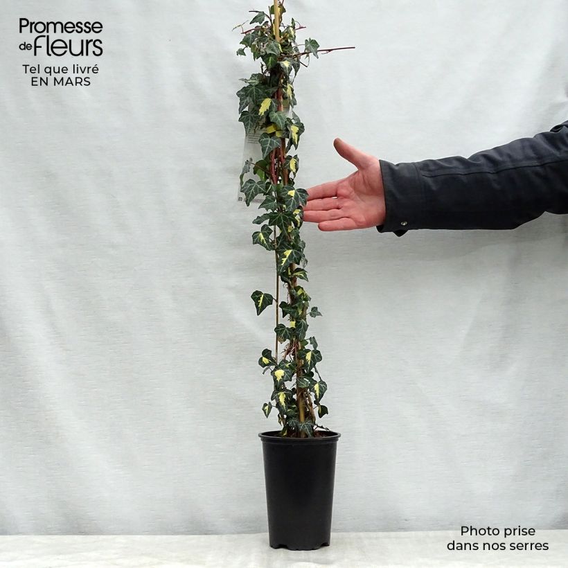 Hedera helix Oro di Bogliasco Goldheart - Edera variegata Vaso da 1,5L/2L esemplare consegnato in primavera