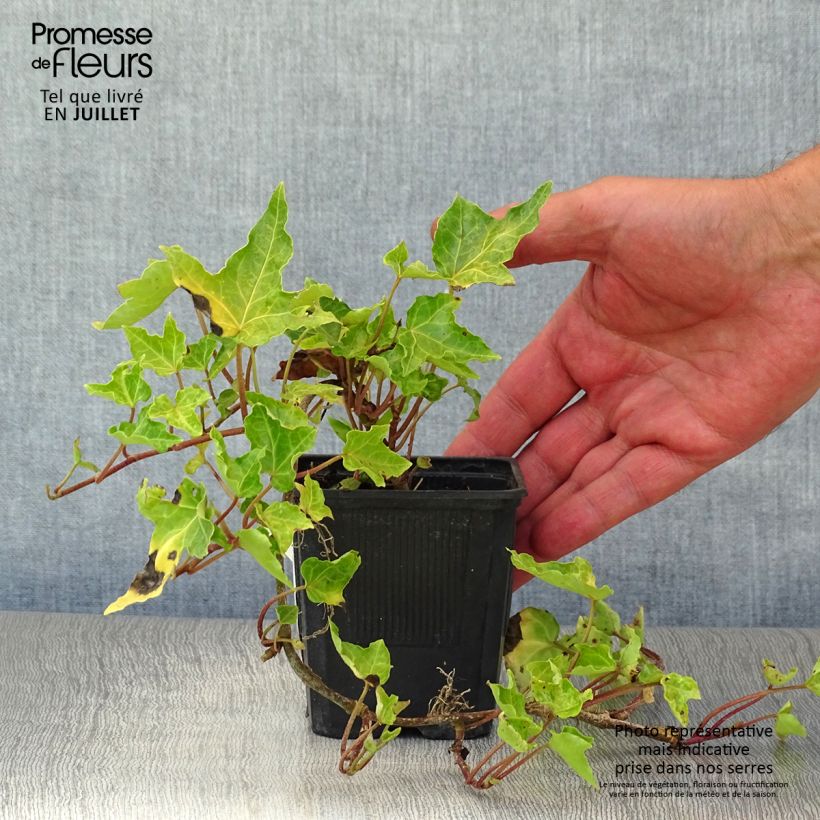 Esemplare di Hedera helix Ivalace - Edera Vasetto da 8/9 cm consegnato in estate