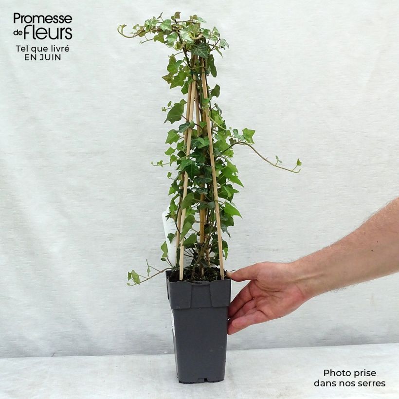 Esemplare di Hedera helix - Edera comune Vaso da 2L/3L consegnato in estate