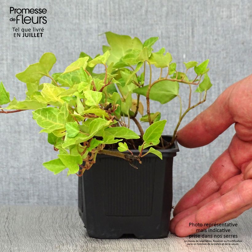 Esemplare di Hedera helix - Edera comune Vasetto da 8/9 cm consegnato in estate