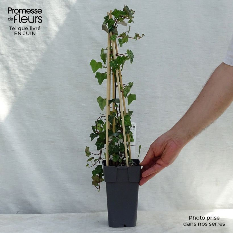 Esemplare di Hedera helix - Edera comune Vaso da 1L/1,5L consegnato in estate