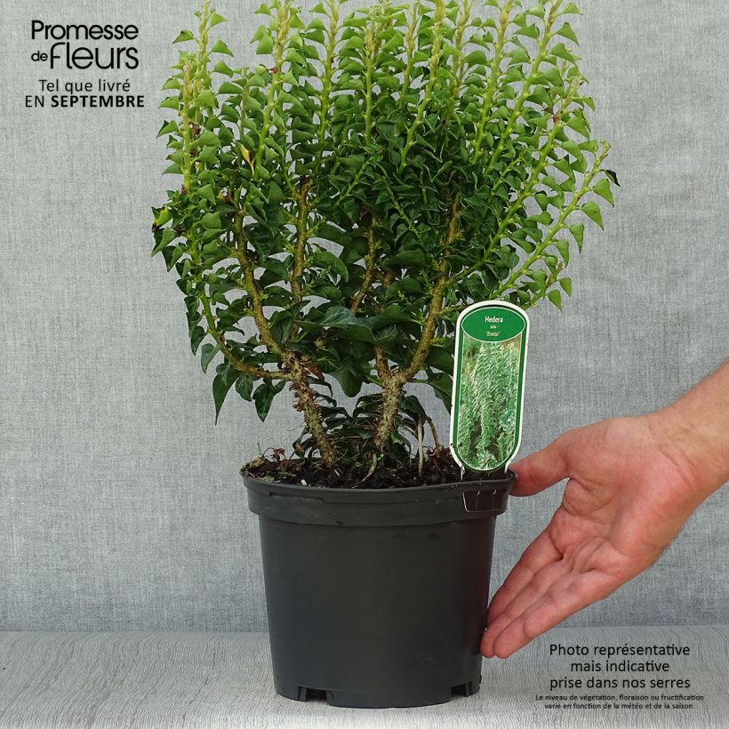 Esemplare di Hedera helix Erecta - Edera Vaso da 2L/3L come consegnato in autunno