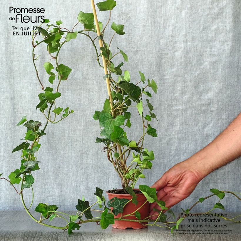 Esemplare di Hedera hibernica - Edera irlandese Vasetto da 8/9 cm consegnato in estate