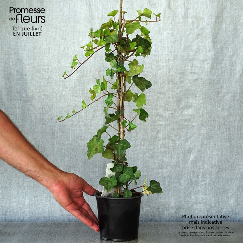 Esemplare di Hedera hibernica - Edera irlandese Vaso da 1L/1,5L consegnato in estate